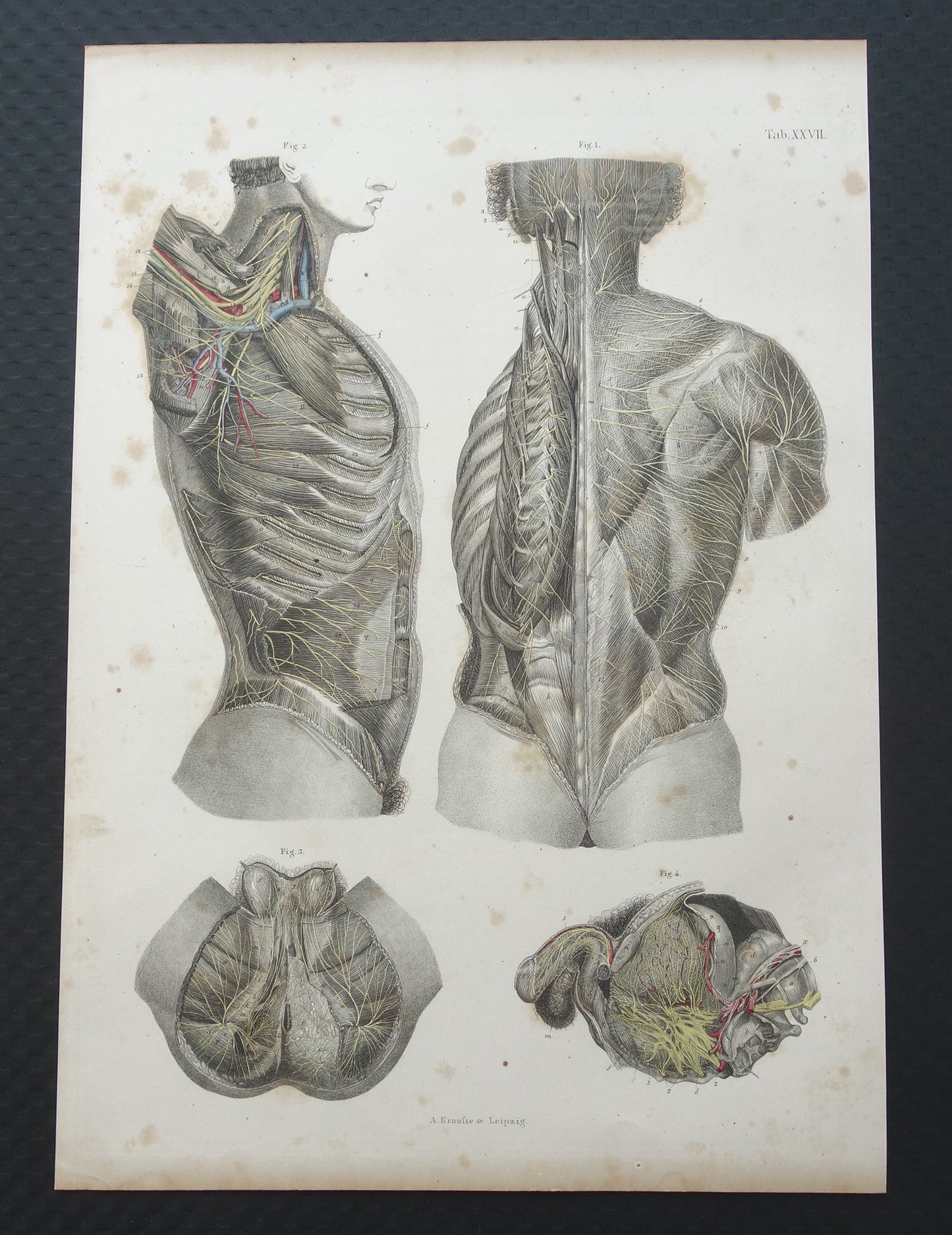 Oude anatomie print zenuwen in torso romp 1871 Antieke prent Vintage anatomische illustratie zenuwstelsel