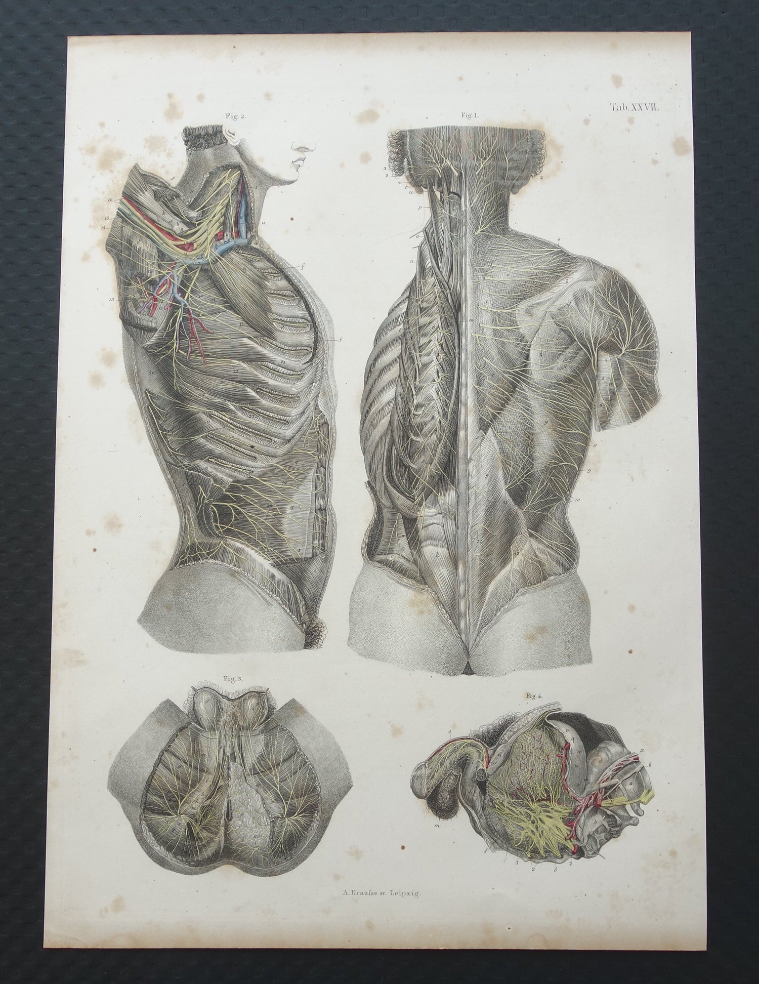 Oude anatomie print zenuwen in torso romp 1871 Antieke prent Vintage anatomische illustratie zenuwstelsel