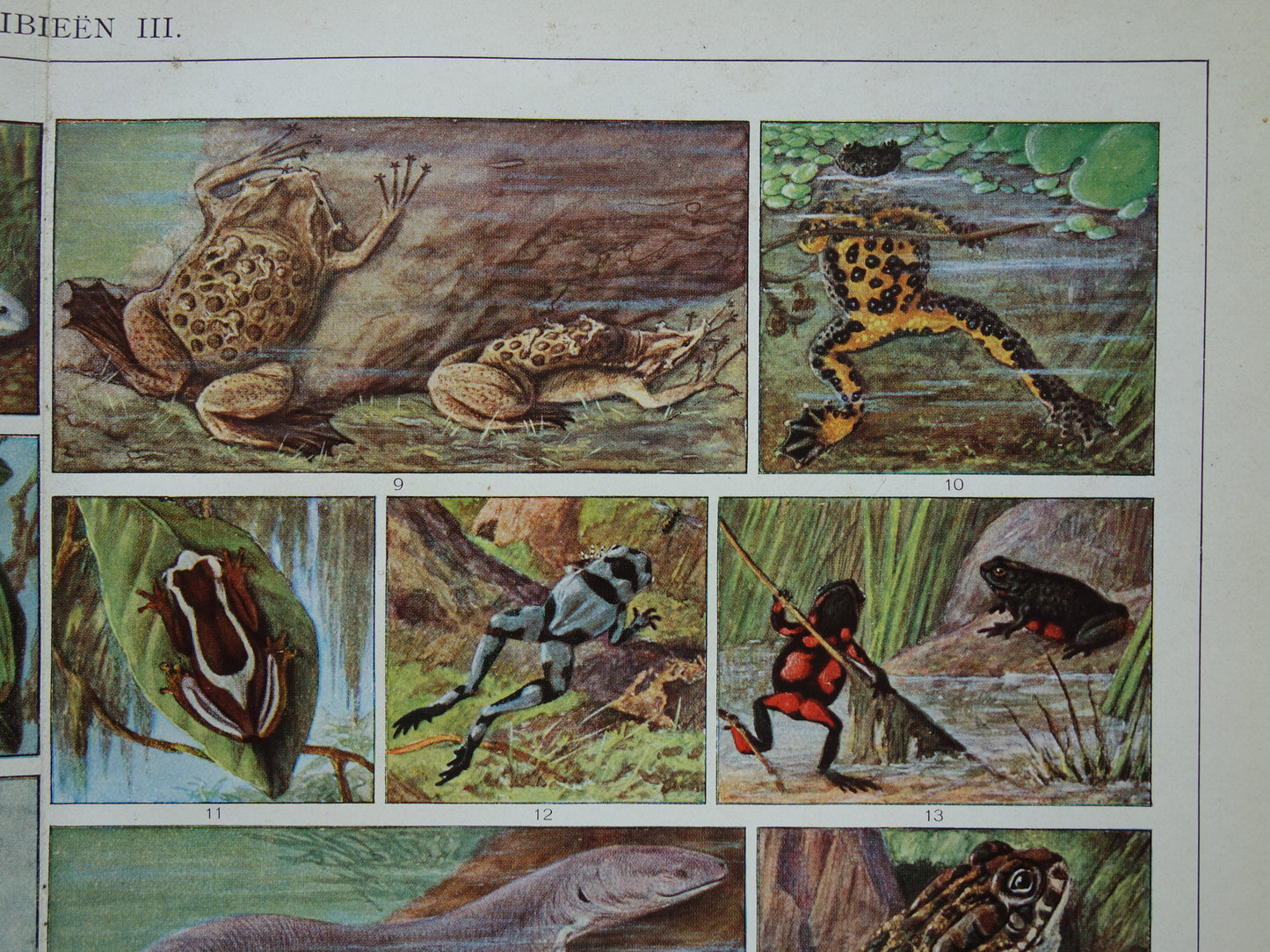 Originele oude prent Amfibieën 1932 Vintage Nederlandse dieren prent Amfibie vintage illustratie
