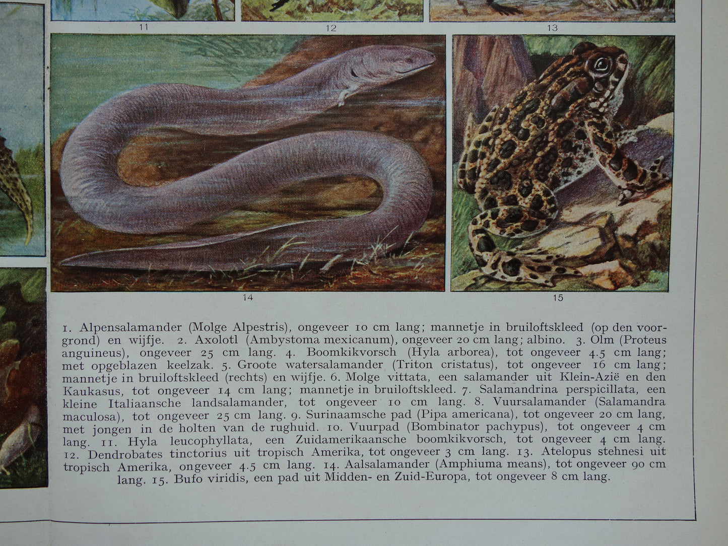 Originele oude prent Amfibieën 1932 Vintage Nederlandse dieren prent Amfibie vintage illustratie