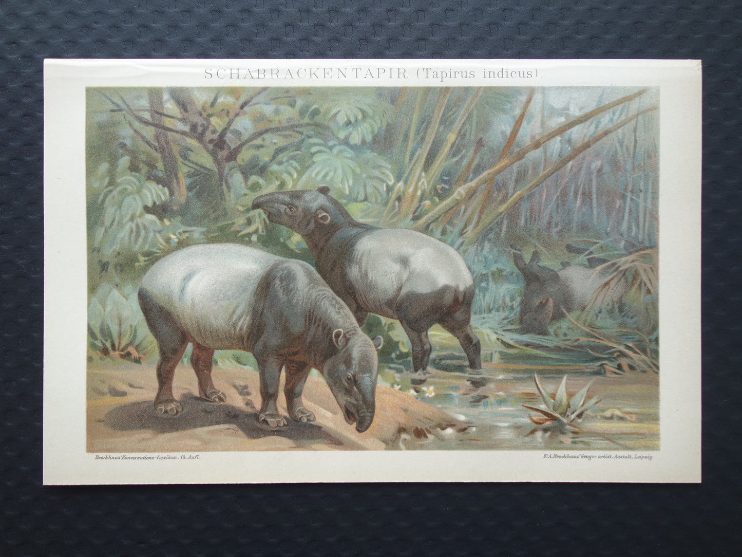 TAPIR vintage print originele antieke Duitse prent Indische Tapirs Maleise Tapir