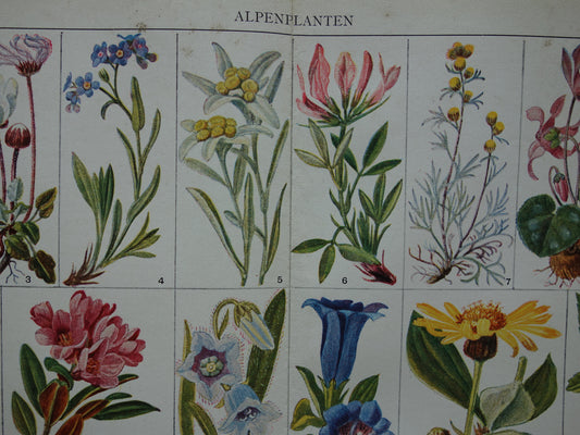 ALPENPLANTEN Originele oude botanische prent bloemen uit de Alpen 1932 Vintage Nederlandse vintage illustratie planten