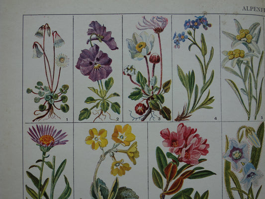 ALPENPLANTEN Originele oude botanische prent bloemen uit de Alpen 1932 Vintage Nederlandse vintage illustratie planten
