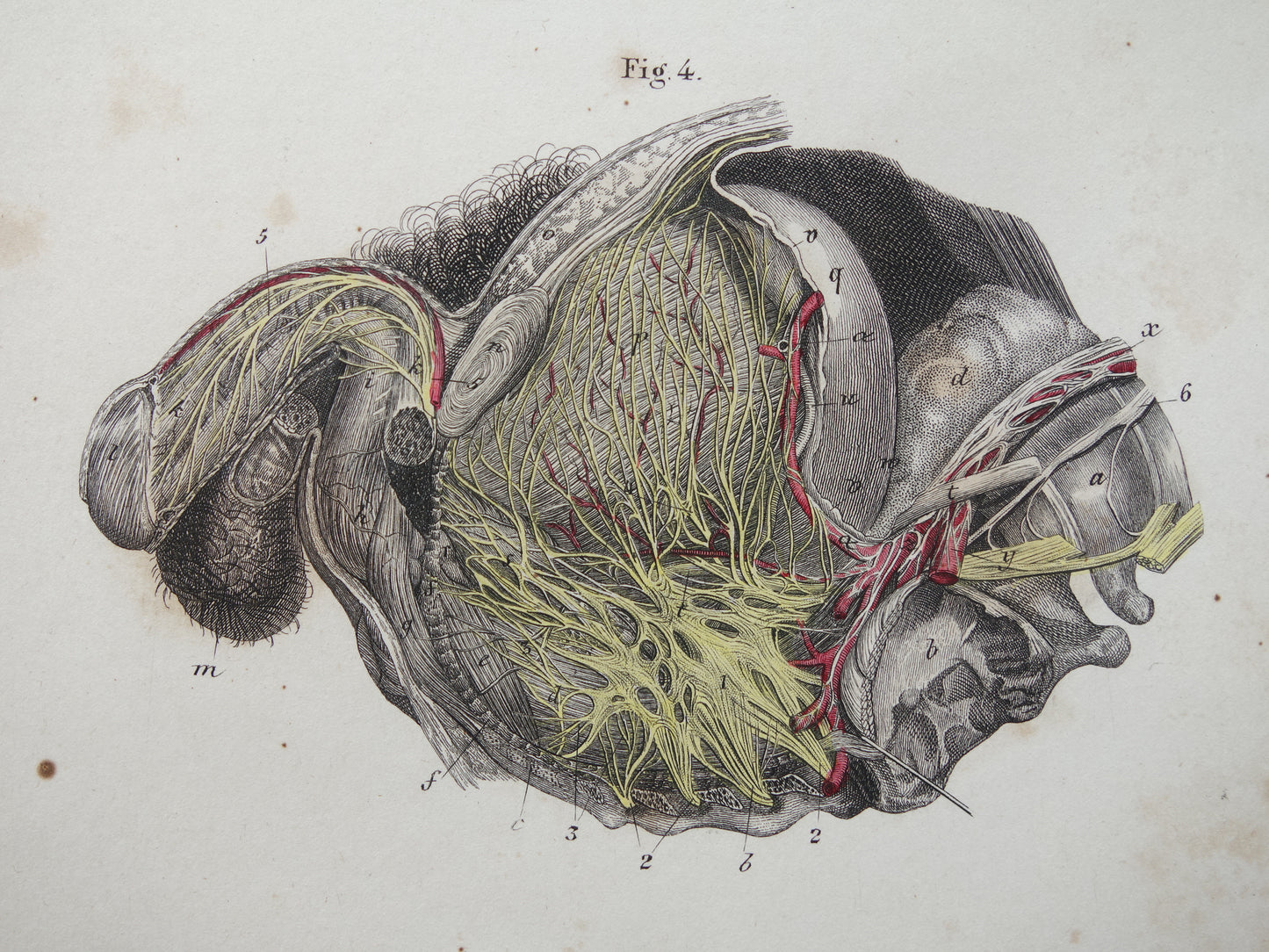 Old anatomy print nerves in torso 1871 Antique print Vintage anatomical illustration nervous system