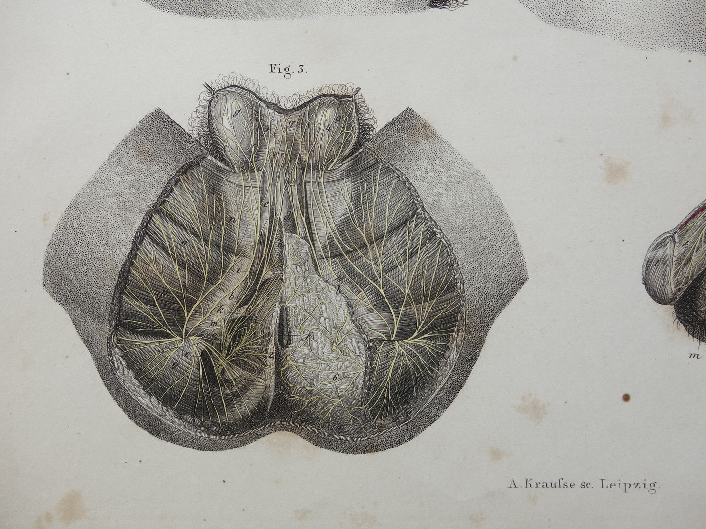 Old anatomy print nerves in torso 1871 Antique print Vintage anatomical illustration nervous system