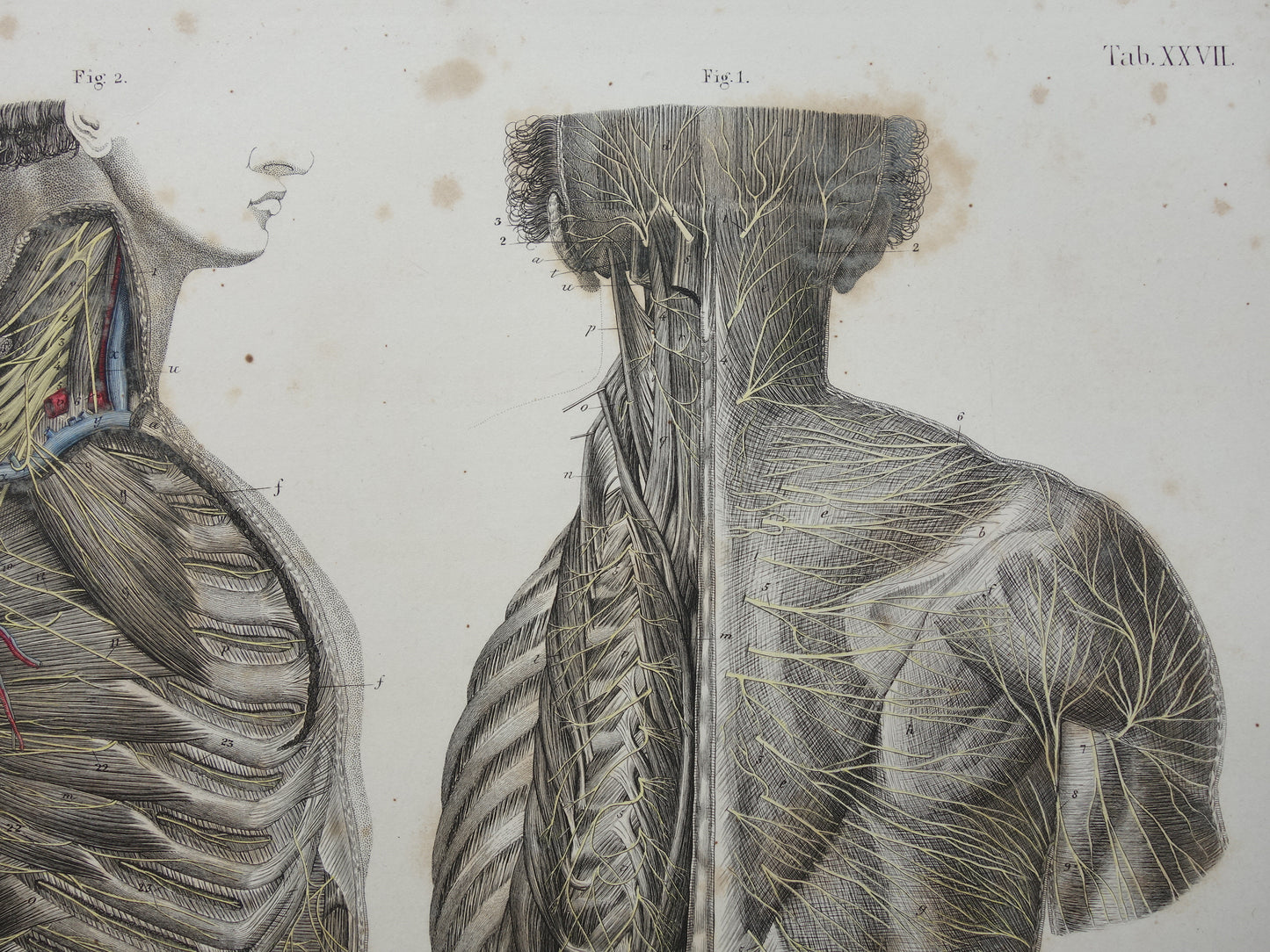 Oude anatomie print zenuwen in torso romp 1871 Antieke prent Vintage anatomische illustratie zenuwstelsel