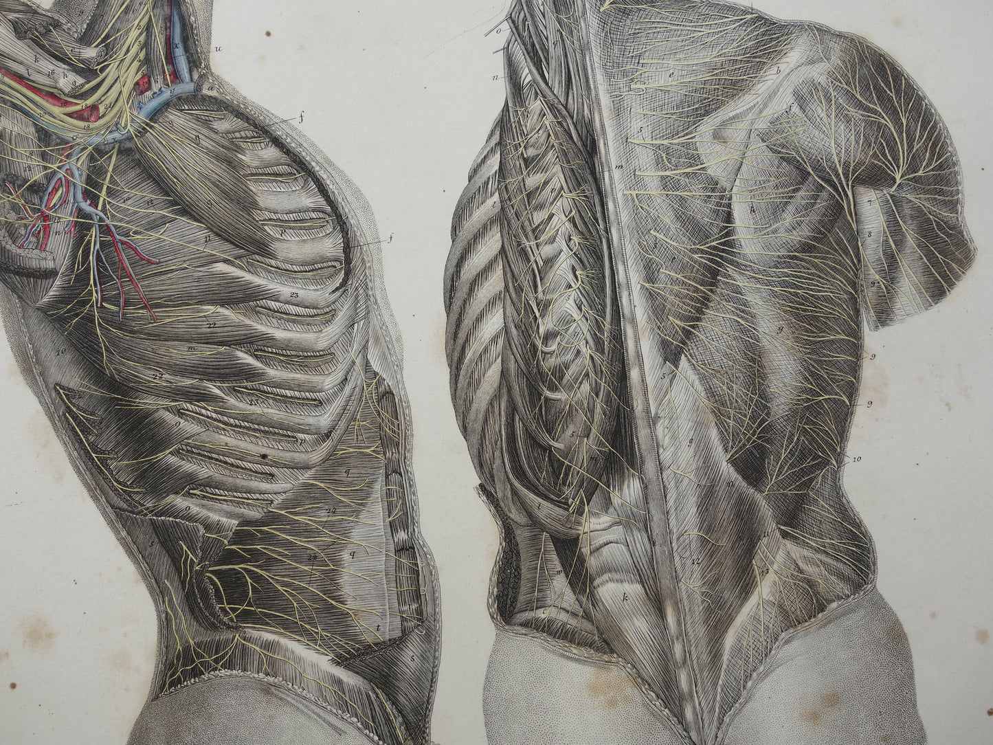 Oude anatomie print zenuwen in torso romp 1871 Antieke prent Vintage anatomische illustratie zenuwstelsel