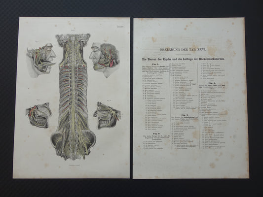 Oude anatomie print zenuwen in hoofd en ruggenmerg 1871 Antieke prent Vintage anatomische illustratie zenuwbanen