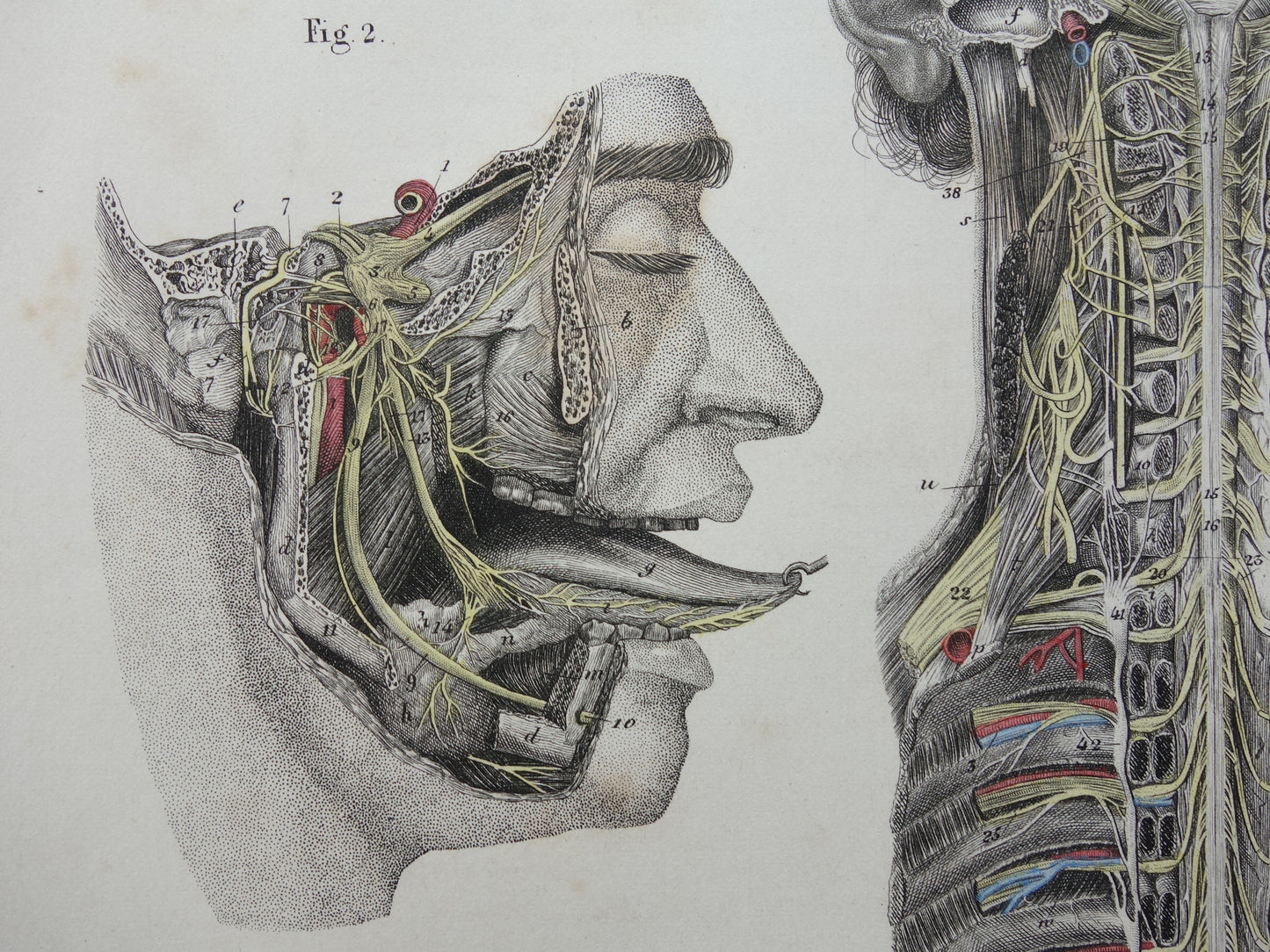 Oude anatomie print zenuwen in hoofd en ruggenmerg 1871 Antieke prent Vintage anatomische illustratie zenuwbanen