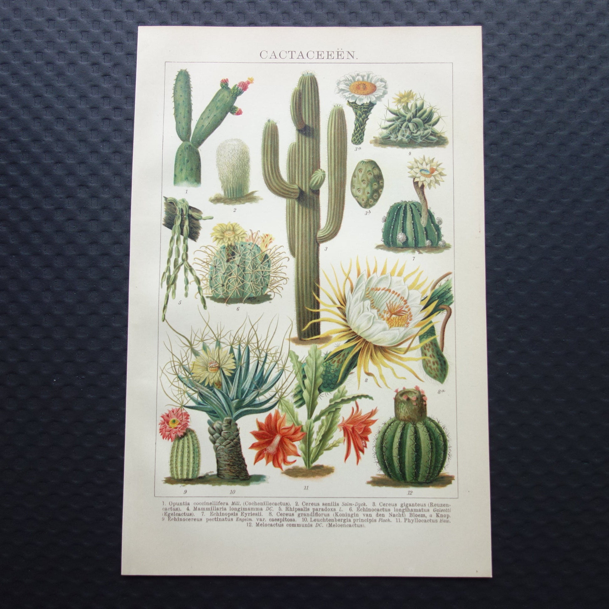 cactus illustratie