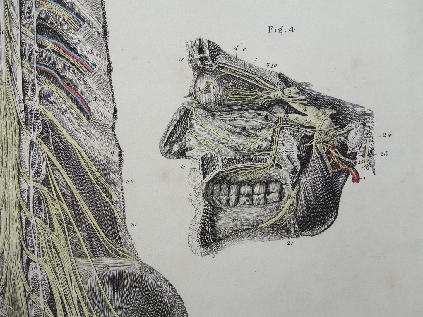 Oude anatomie print zenuwen in hoofd en ruggenmerg 1871 Antieke prent Vintage anatomische illustratie zenuwbanen