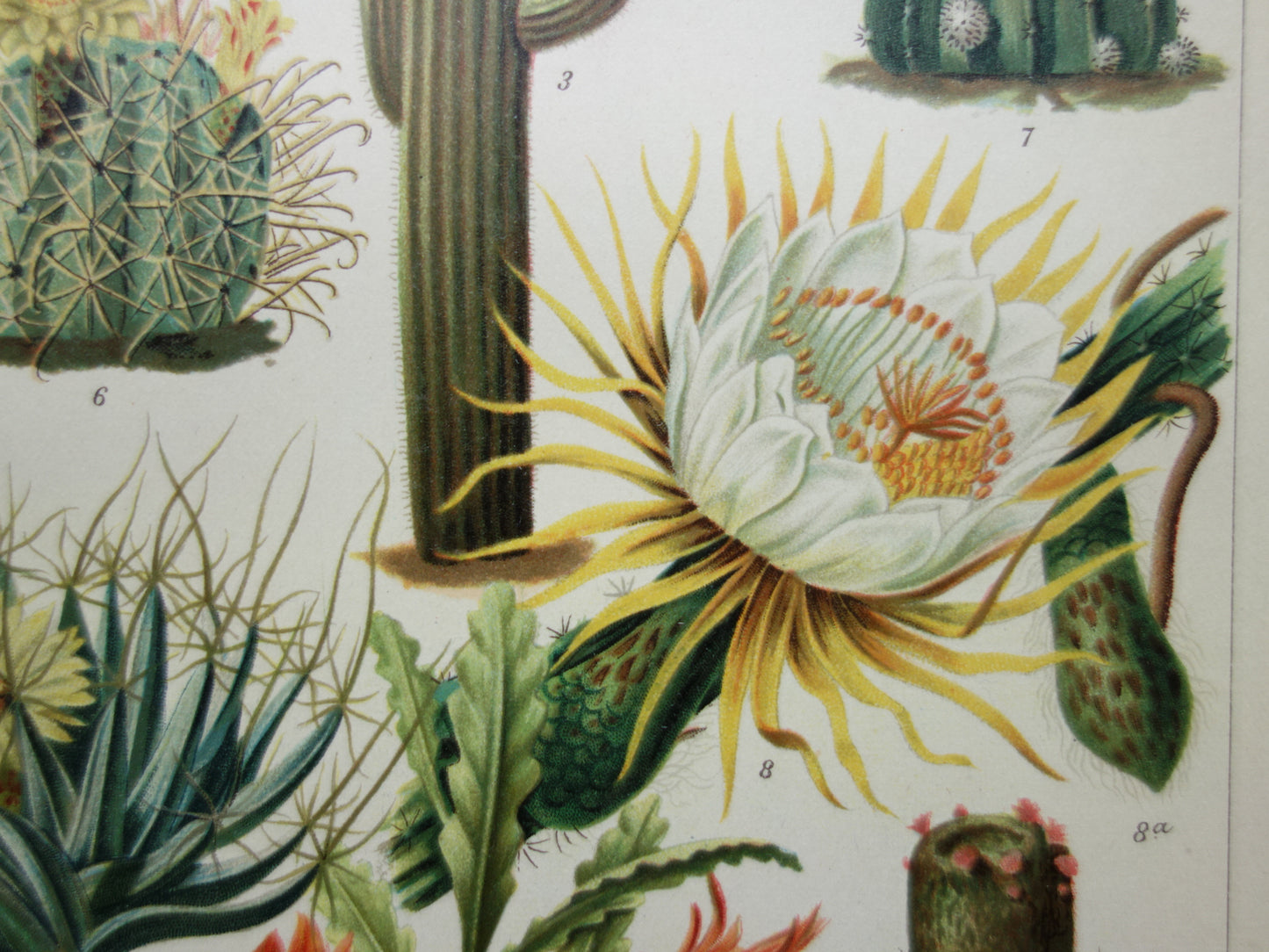 Oude prent van Cactussen originele vintage botanische illustratie Cactus print