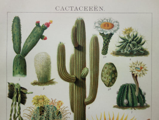 Oude prent van Cactussen originele vintage botanische illustratie Cactus print