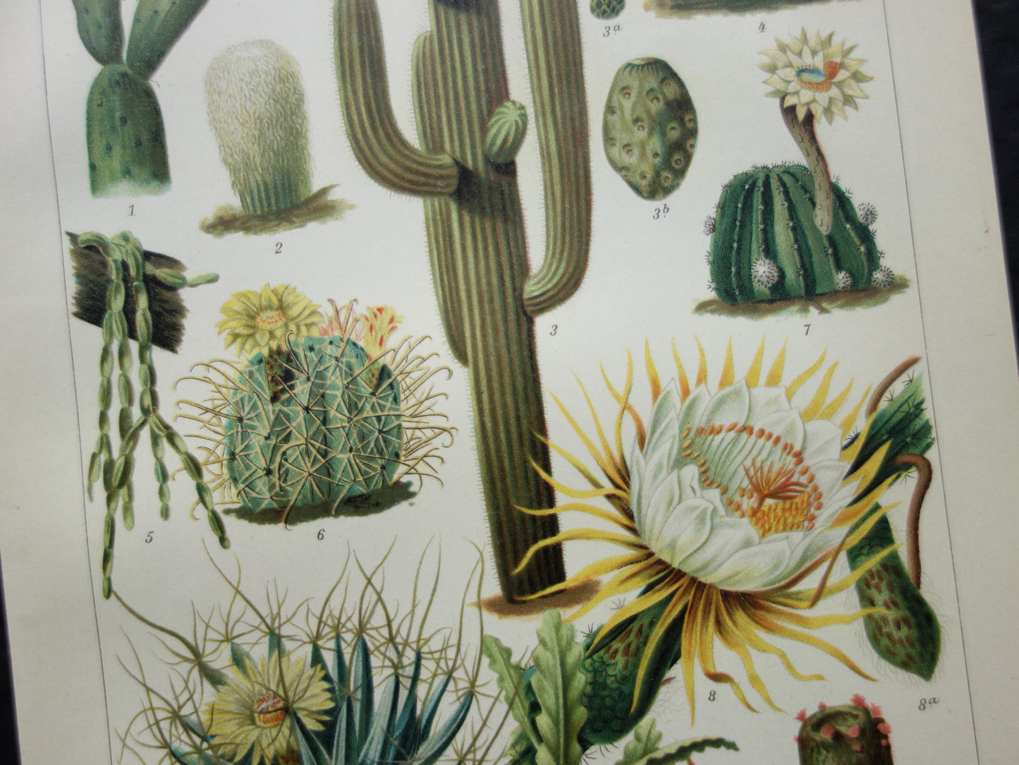Oude prent van Cactussen originele vintage botanische illustratie Cactus print