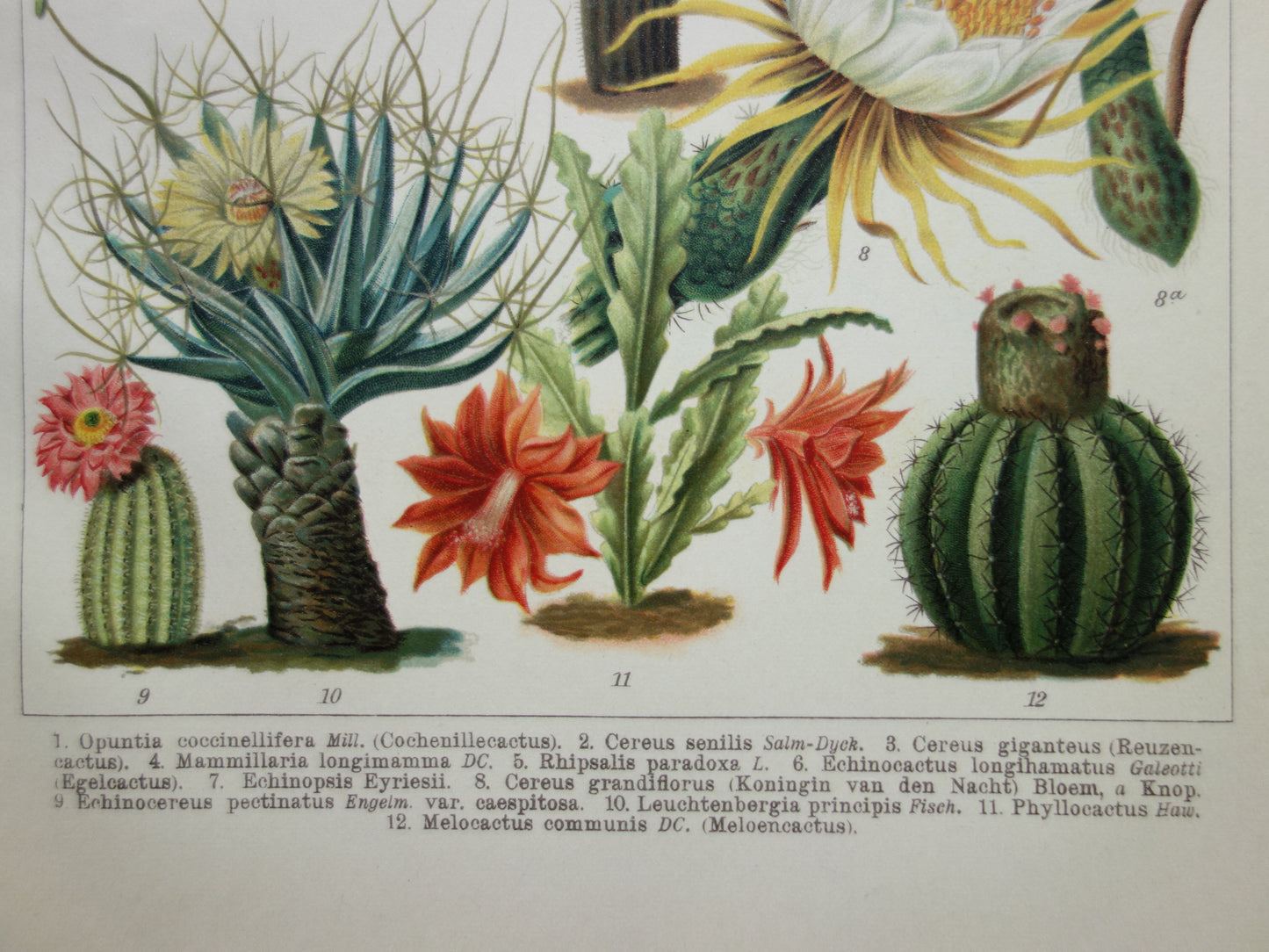 Oude prent van Cactussen originele vintage botanische illustratie Cactus print