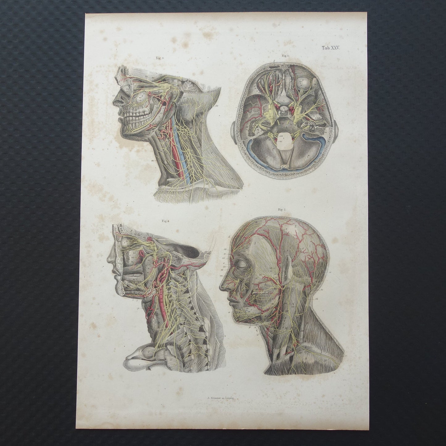 Oude anatomie print zenuwen in hoofd en hals 1871 Antieke prent Vintage anatomische illustratie zenuwbanen