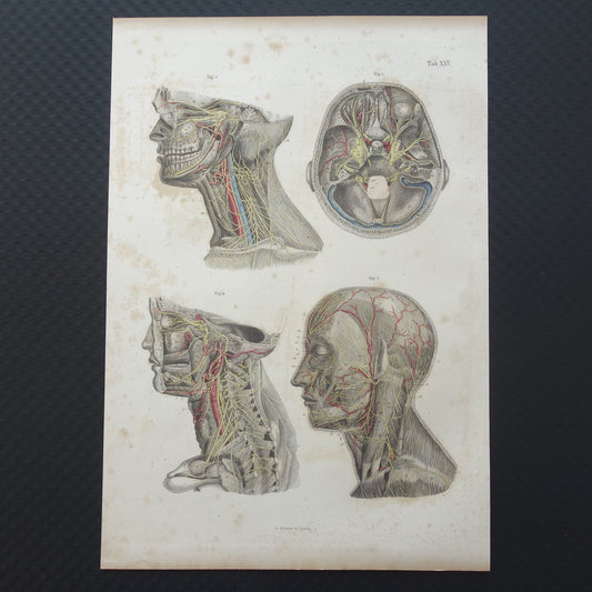 Oude anatomie print zenuwen in hoofd en hals 1871 Antieke prent Vintage anatomische illustratie zenuwbanen