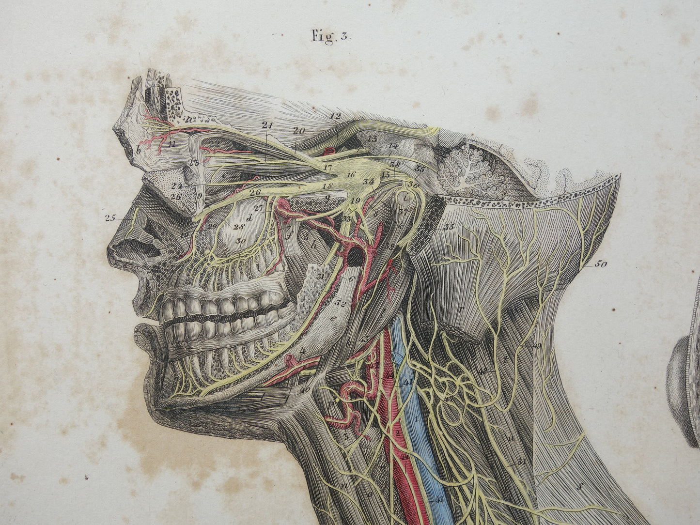 Oude anatomie print zenuwen in hoofd en hals 1871 Antieke prent Vintage anatomische illustratie zenuwbanen