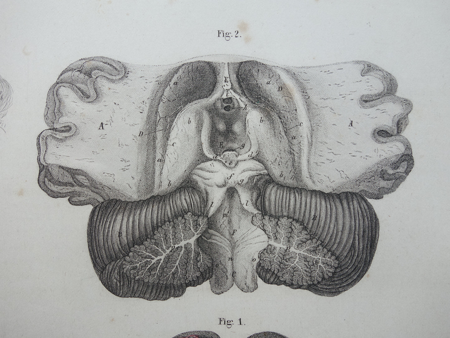HERSENEN Oude anatomie print menselijke hersenen 1871 Antieke prent Vintage anatomische illustratie ruggenmerg