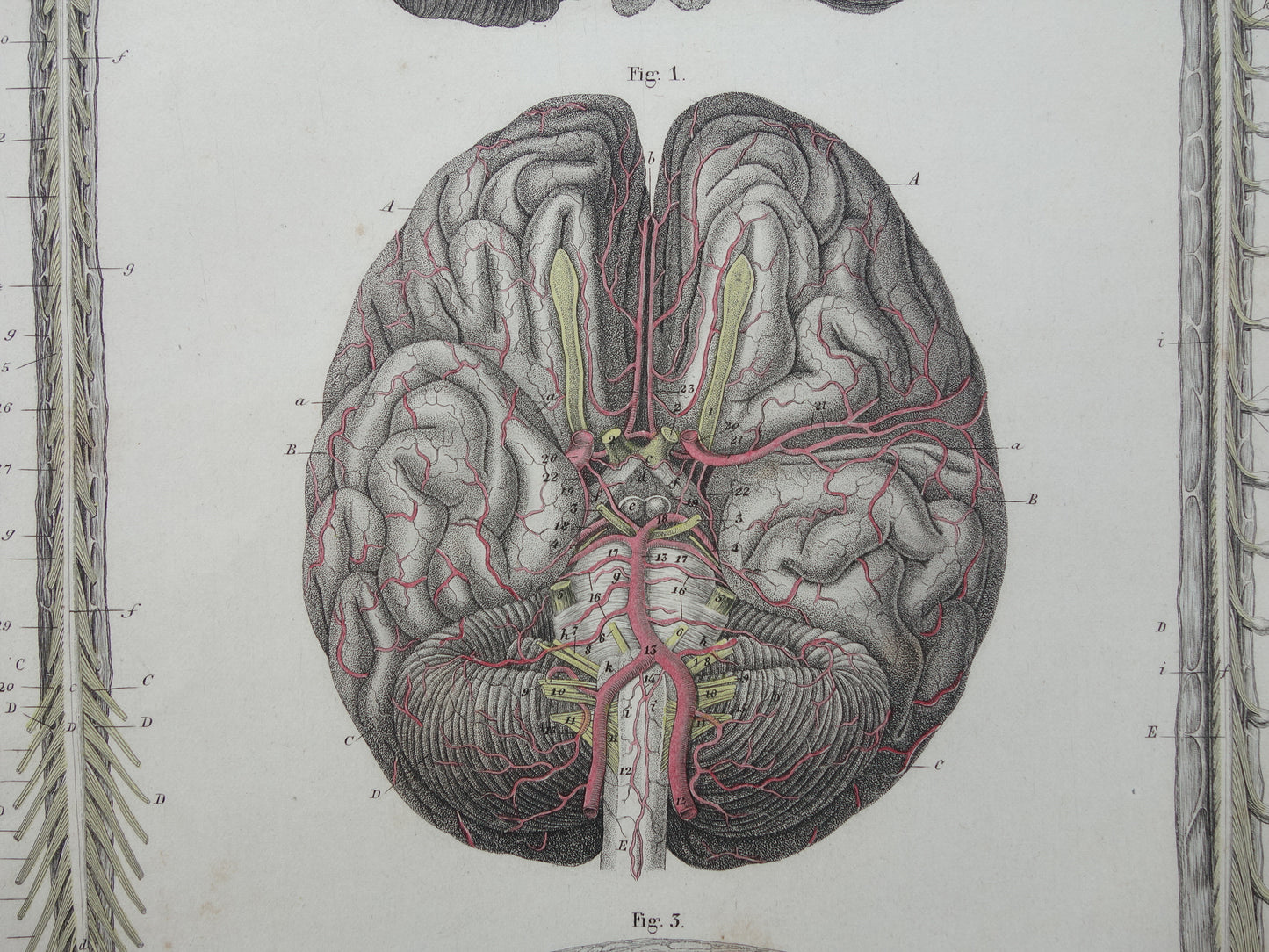 HERSENEN Oude anatomie print menselijke hersenen 1871 Antieke prent Vintage anatomische illustratie ruggenmerg