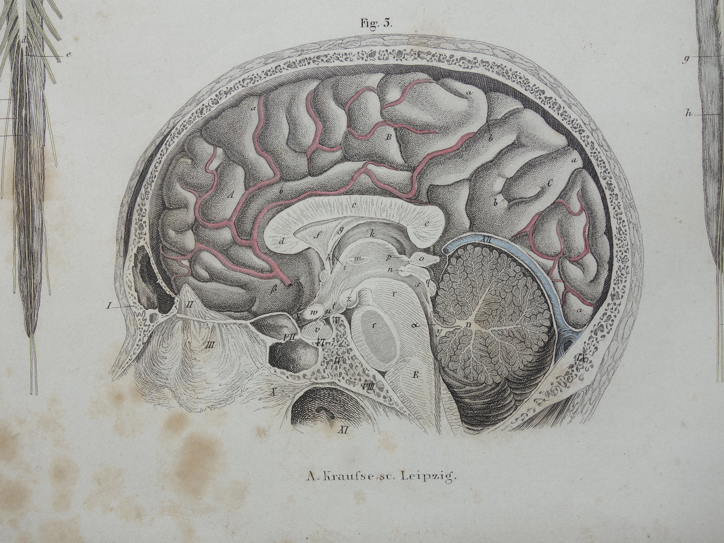 HERSENEN Oude anatomie print menselijke hersenen 1871 Antieke prent Vintage anatomische illustratie ruggenmerg