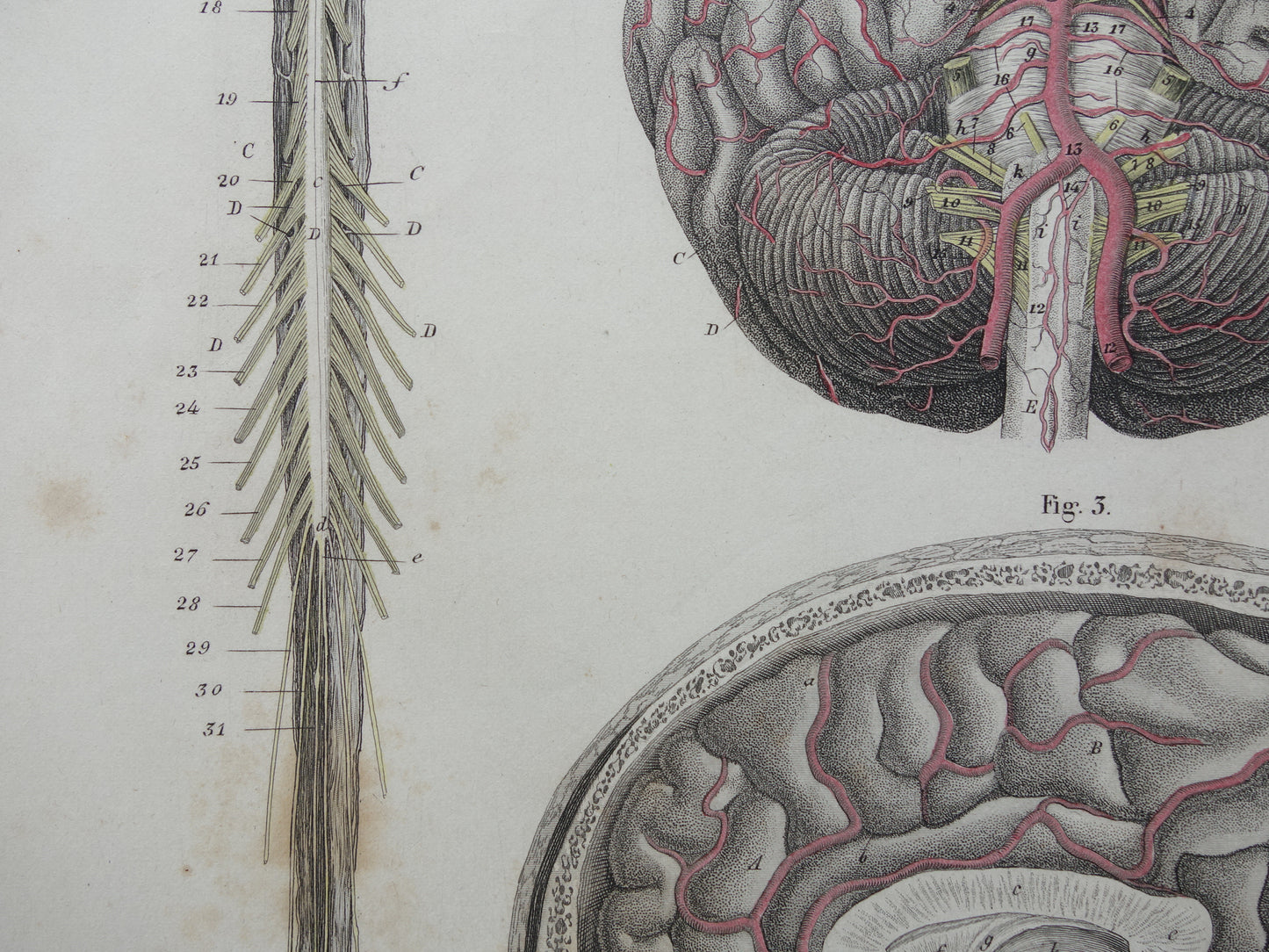 HERSENEN Oude anatomie print menselijke hersenen 1871 Antieke prent Vintage anatomische illustratie ruggenmerg