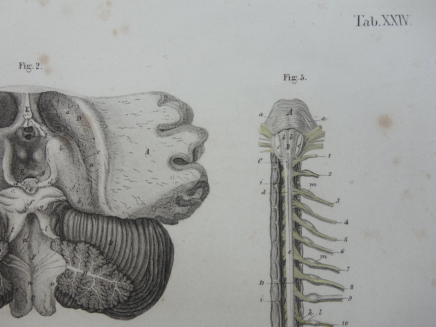 HERSENEN Oude anatomie print menselijke hersenen 1871 Antieke prent Vintage anatomische illustratie ruggenmerg