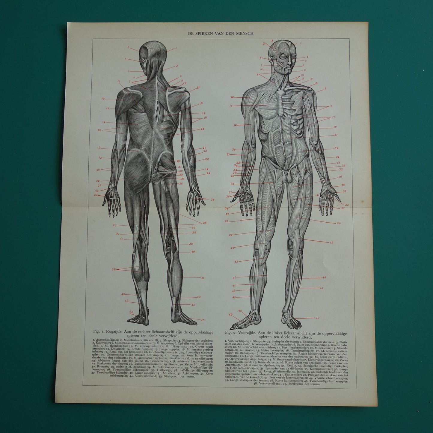 SPIEREN Oude anatomie prent uit 1938 originele vintage anatomische illustratie menselijk lichaam print