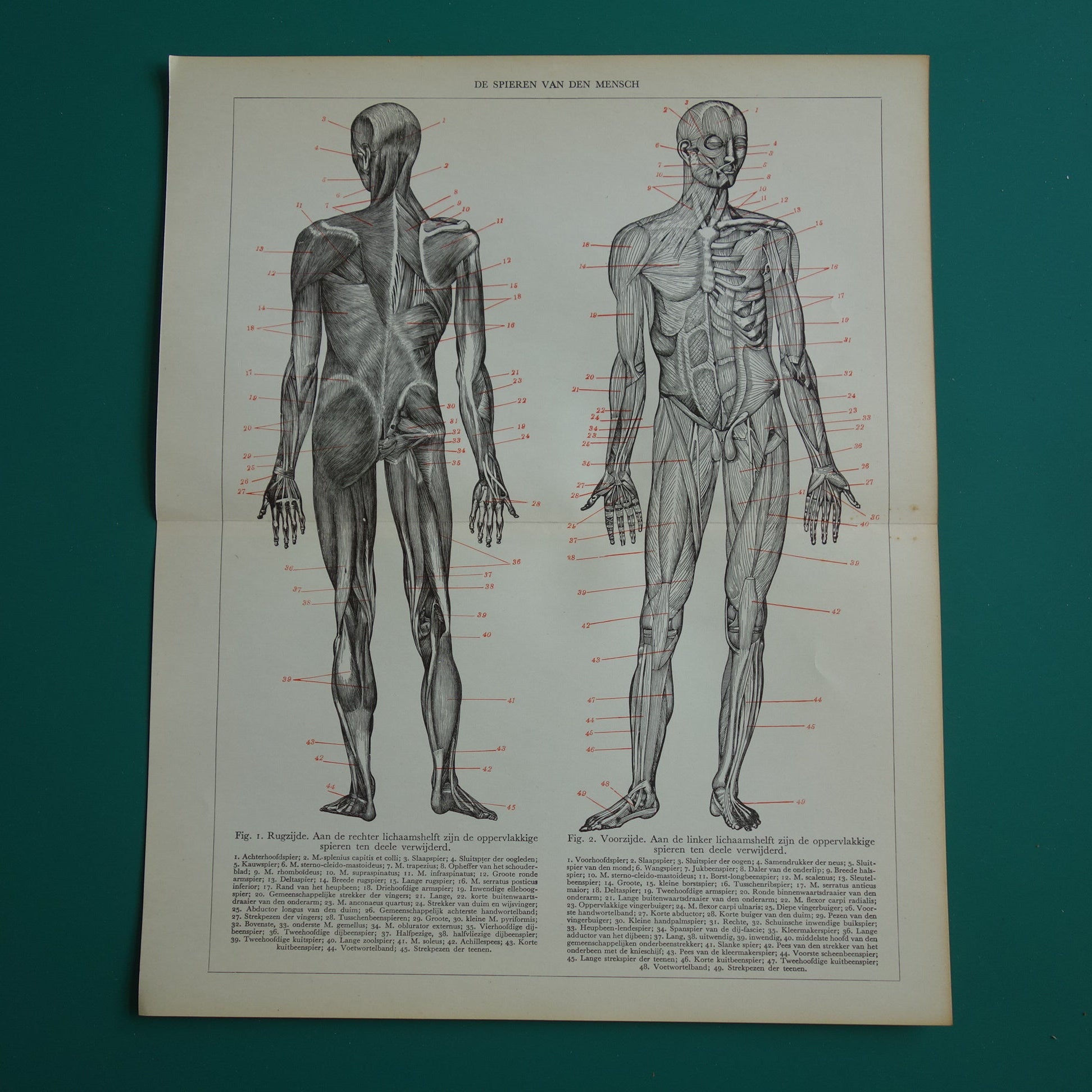 SPIEREN Oude anatomie prent uit 1938 originele vintage anatomische illustratie menselijk lichaam print