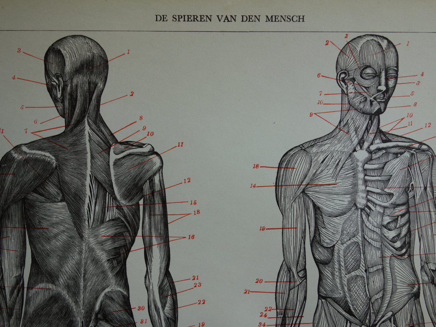 SPIEREN Oude anatomie prent uit 1938 originele vintage anatomische illustratie menselijk lichaam print