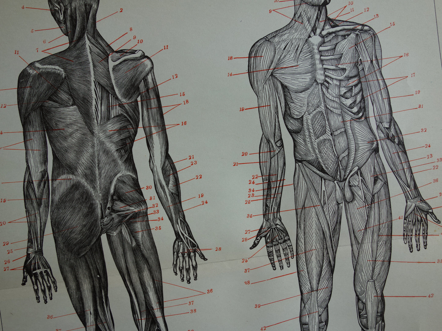 SPIEREN Oude anatomie prent uit 1938 originele vintage anatomische illustratie menselijk lichaam print