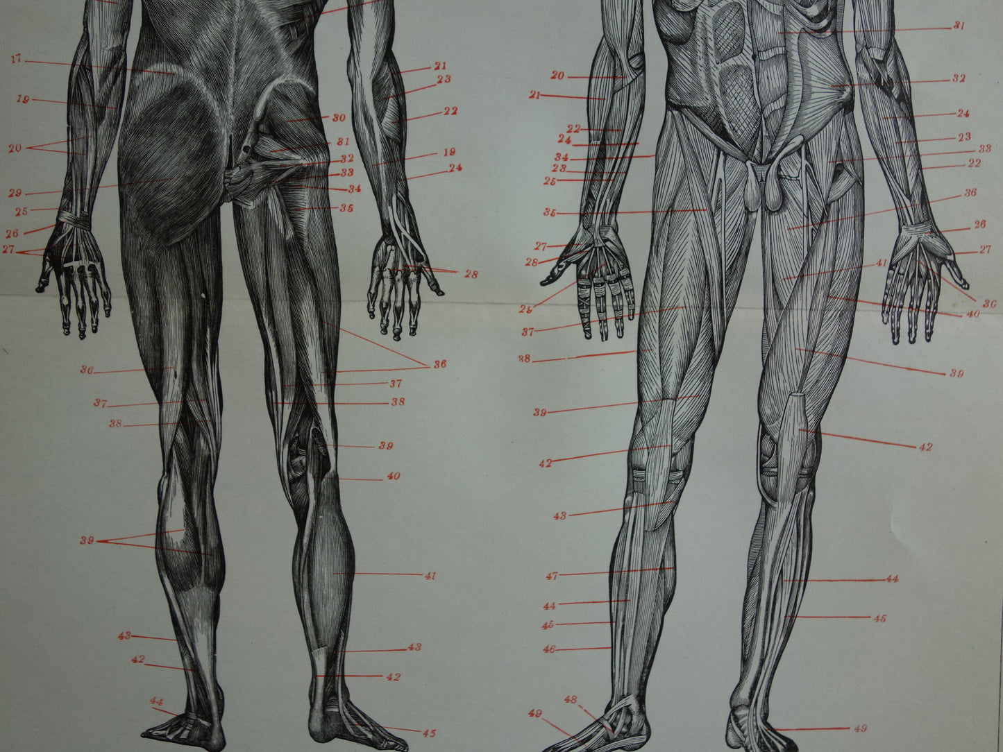 SPIEREN Oude anatomie prent uit 1938 originele vintage anatomische illustratie menselijk lichaam print