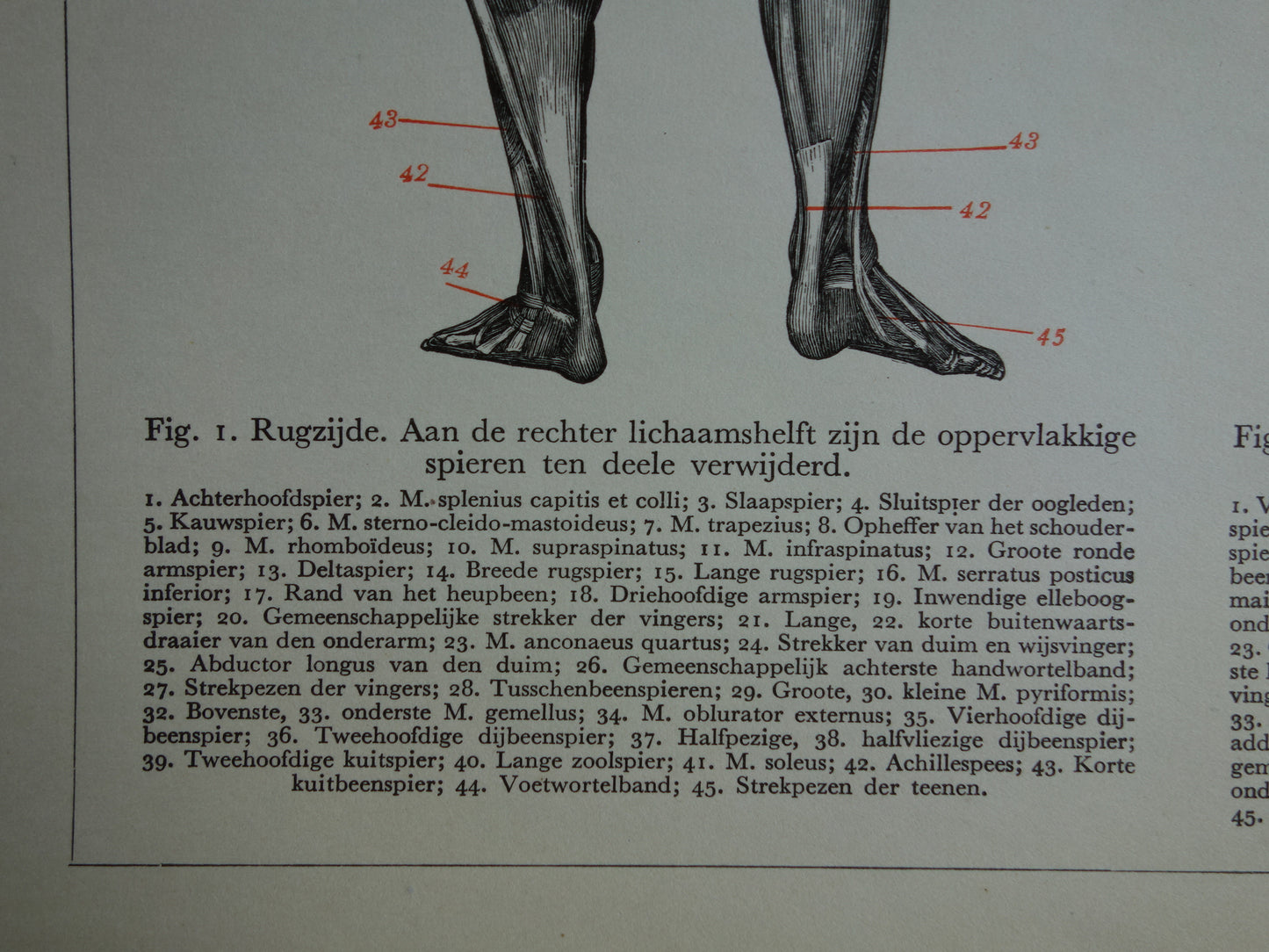 SPIEREN Oude anatomie prent uit 1938 originele vintage anatomische illustratie menselijk lichaam print