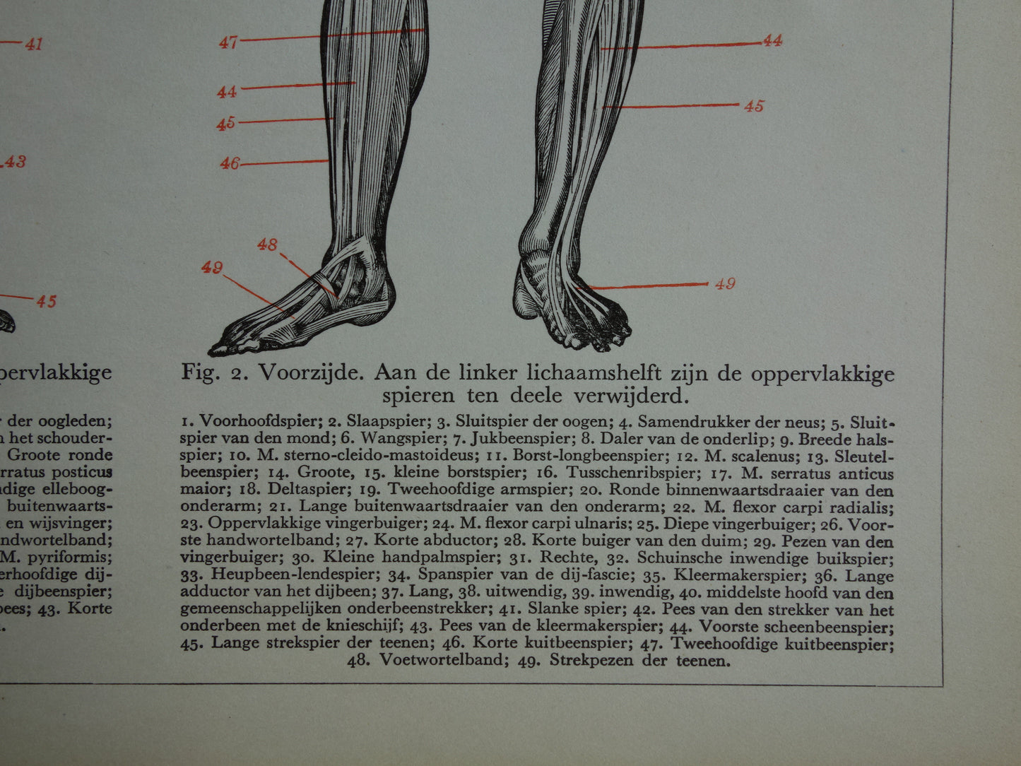 SPIEREN Oude anatomie prent uit 1938 originele vintage anatomische illustratie menselijk lichaam print