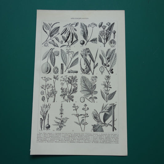 SPECERIJEN vintage botanische print Specerij plant illustratie 1938 originele oude Nederlandse prent