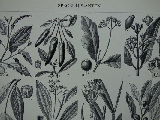 SPECERIJEN vintage botanische print Specerij plant illustratie 1938 originele oude Nederlandse prent