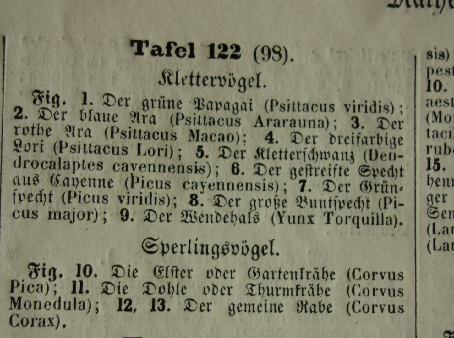 Antieke vogel prent van Papegaai Ara Specht - originele 175+ jaar oude illustratie Raaf Lori - vintage vogels afbeelding prints