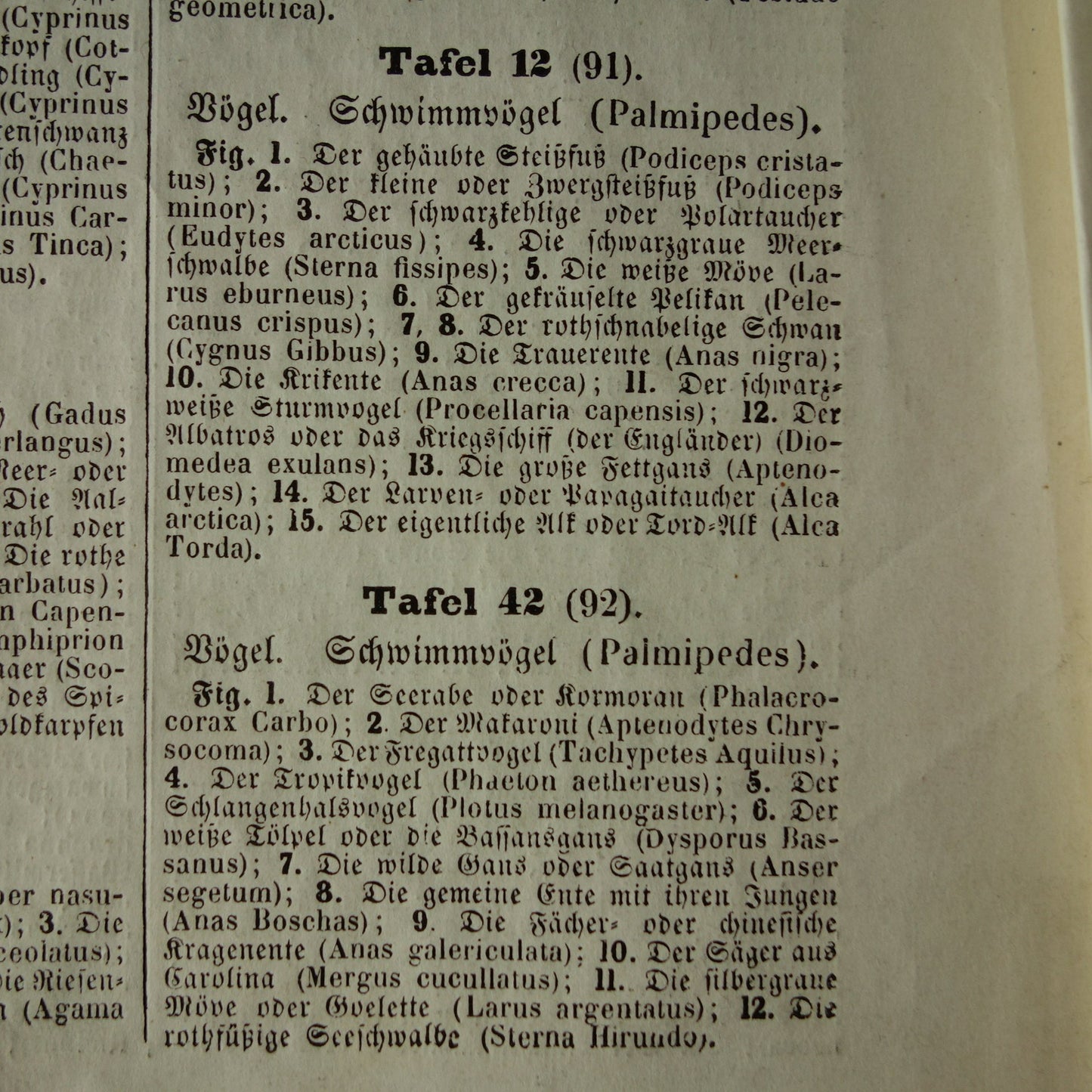 WATERVOGELS Set van 2 antieke Prenten Eend Zwaan Gans Originele 170+ jaar oude vogel illustratie Fuut  Pelikaan vintage print