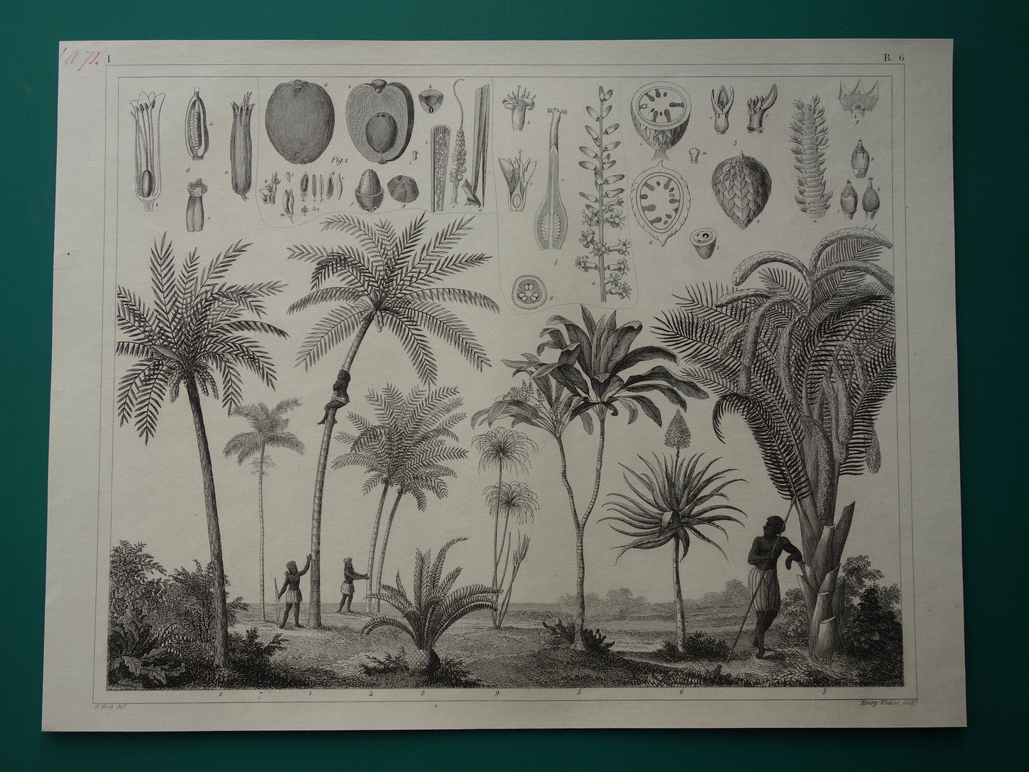 170+ jaar oude prent van Palmen Palmbomen Originele antieke botanische illustratie Kokospalm Dadelpalm Betalpalm Sagopalm