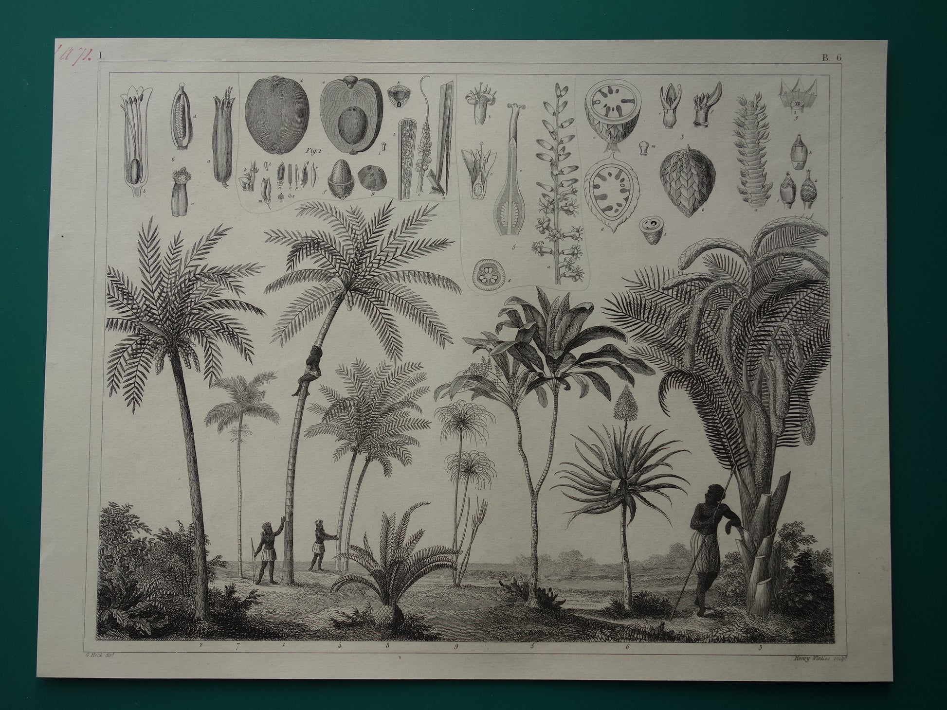 vintage prints palmbomen palmboom kopen