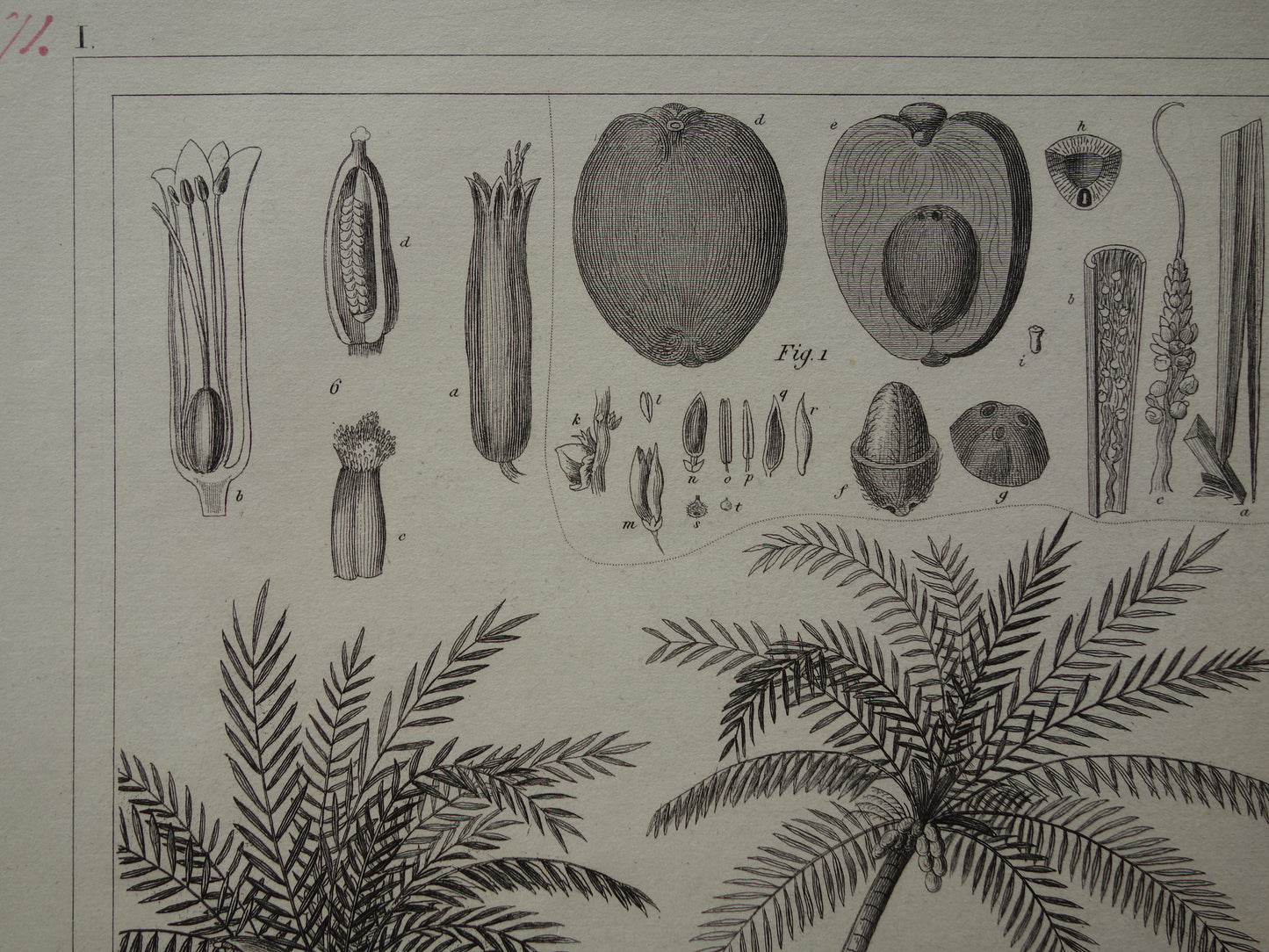 170+ jaar oude prent van Palmen Palmbomen Originele antieke botanische illustratie Kokospalm Dadelpalm Betalpalm Sagopalm