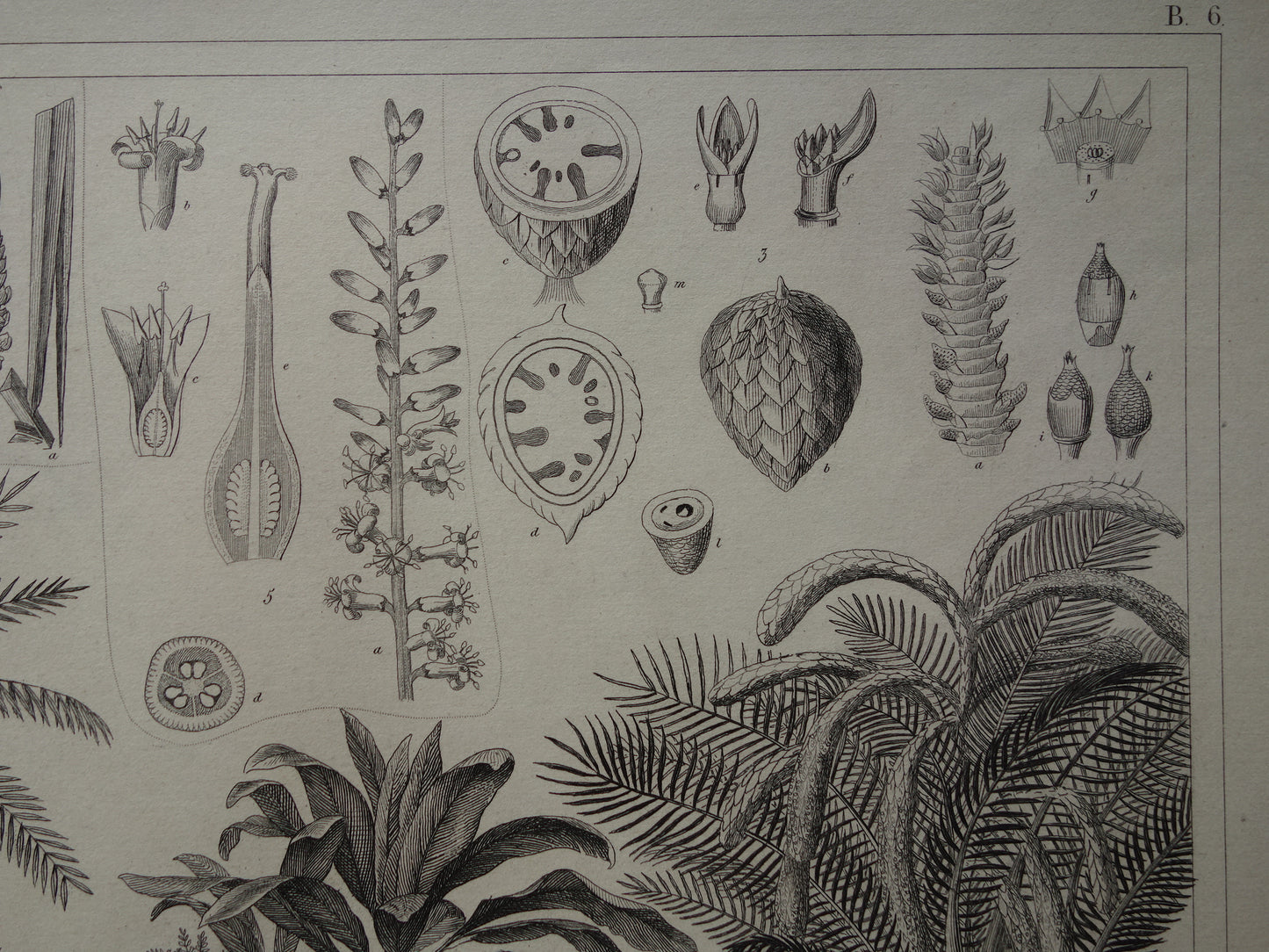 170+ jaar oude prent van Palmen Palmbomen Originele antieke botanische illustratie Kokospalm Dadelpalm Betalpalm Sagopalm