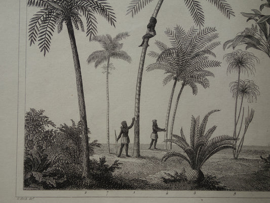 170+ jaar oude prent van Palmen Palmbomen Originele antieke botanische illustratie Kokospalm Dadelpalm Betalpalm Sagopalm