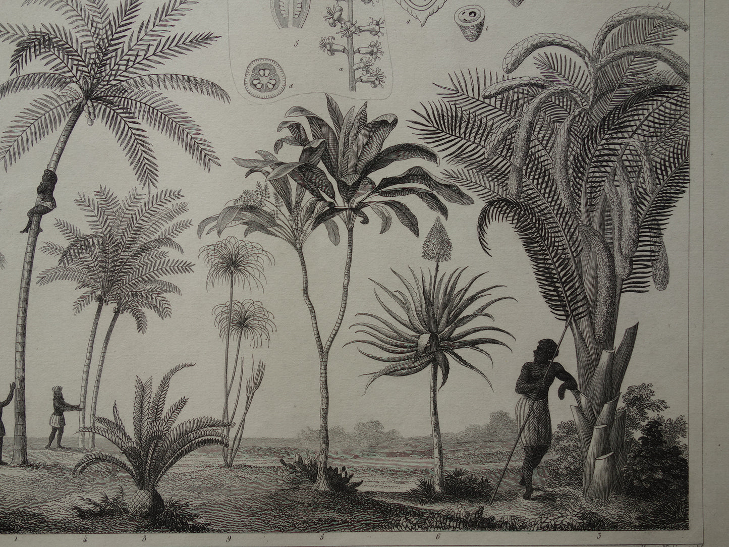 170+ jaar oude prent van Palmen Palmbomen Originele antieke botanische illustratie Kokospalm Dadelpalm Betalpalm Sagopalm
