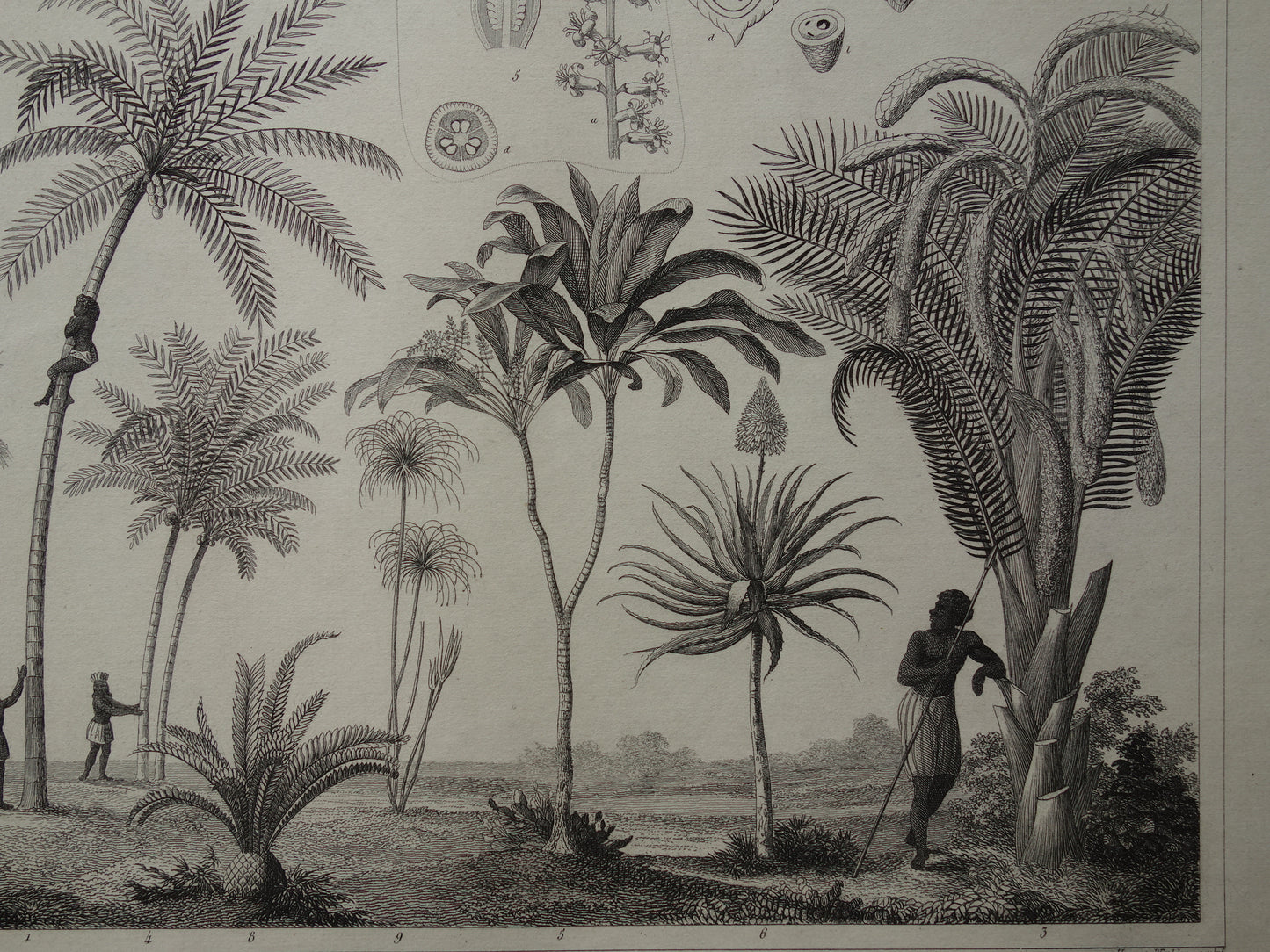 170+ year old print of Palms Palm trees Original antique botanical illustration Coconut palm Date palm Payment palm Sago palm