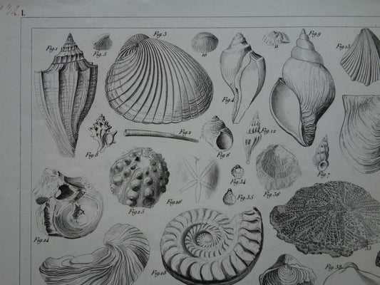 SHELLS 170+ year old print of fossils original antique illustration shell fossil vintage image prints