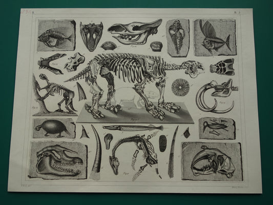 FOSSIELEN 170+ jaar oude prent van Fossielen originele antieke illustratie Megatherium Fossiel vintage afbeelding prints