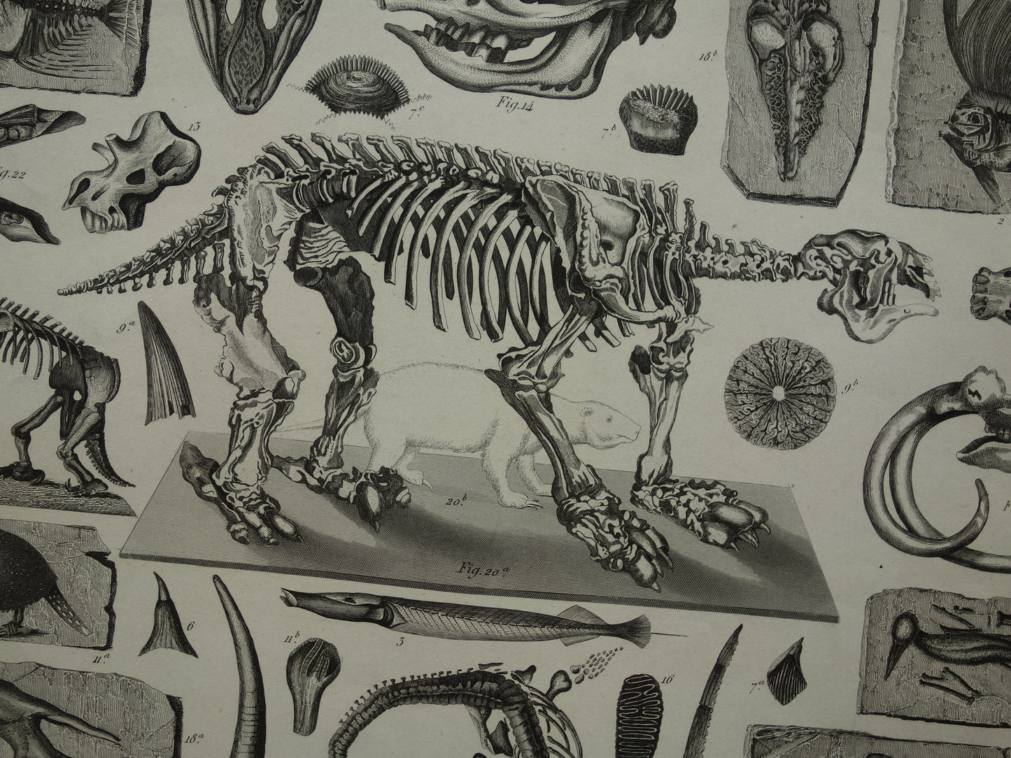 FOSSIELEN 170+ jaar oude prent van Fossielen originele antieke illustratie Megatherium Fossiel vintage afbeelding prints