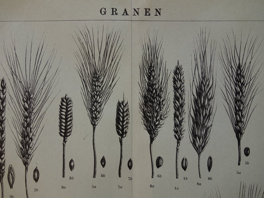 GRAAN oude botanische prent Granen Tarwe Mais originele antieke Nederlandse illustratie uit 1917 botanie prenten