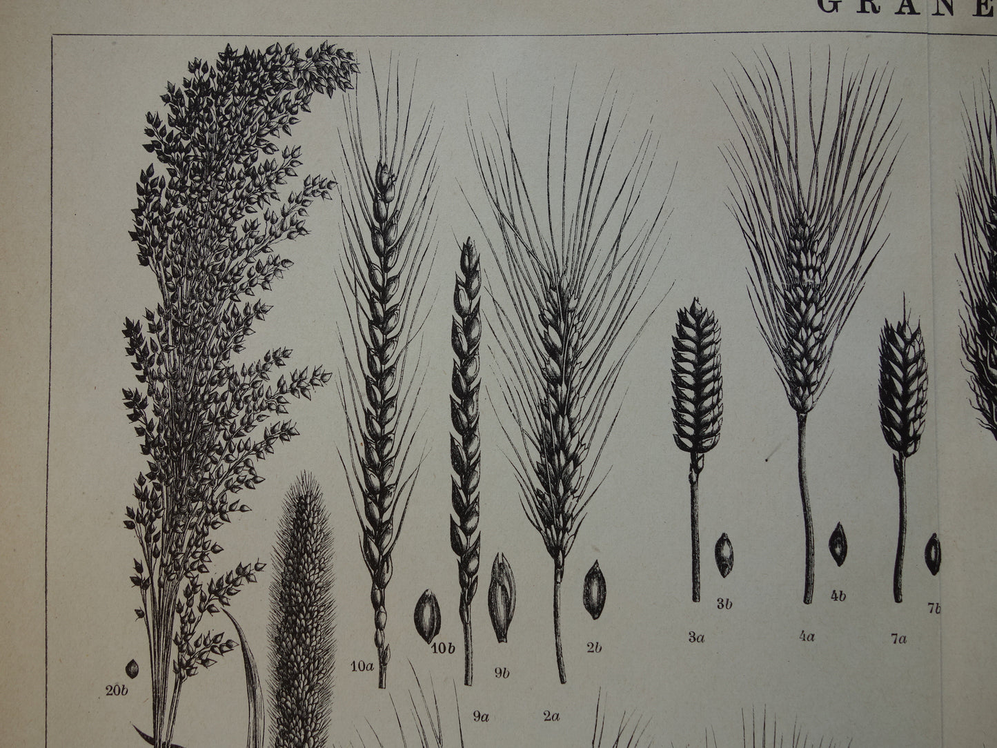 GRAAN oude botanische prent Granen Tarwe Mais originele antieke Nederlandse illustratie uit 1917 botanie prenten